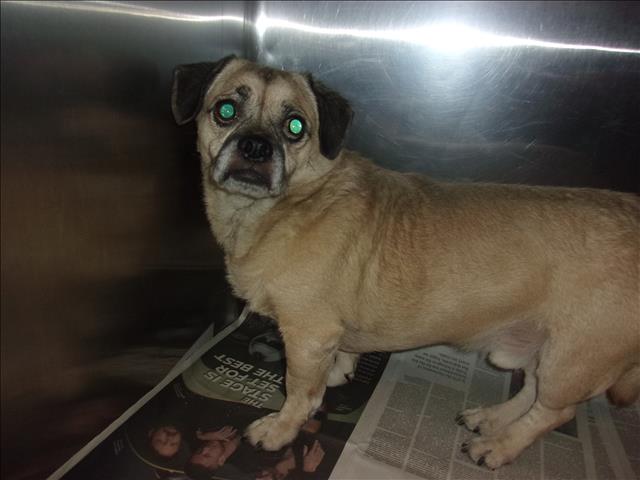 Shelter Stray Male Dog last seen , 14409 Vanowen St, Van Nuys, CA 91405, USA