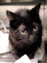 Shelter Stray Male Cat last seen , 1850 W 60th St, Los Angeles, CA 90047, USA