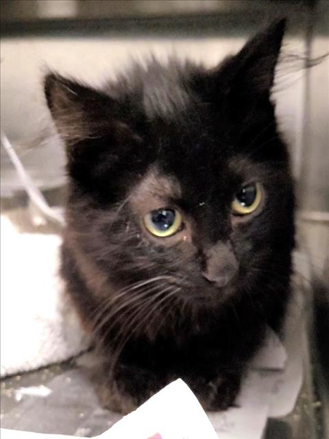 Shelter Stray Male Cat last seen , 1850 W 60th St, Los Angeles, CA 90047, USA