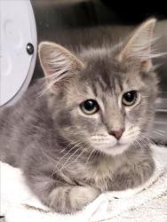 Shelter Stray Male Cat last seen , 1850 W 60th St, Los Angeles, CA 90047, USA