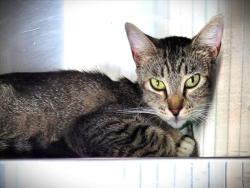 Shelter Stray Female Cat last seen , 1850 W 60th St, Los Angeles, CA 90047, USA