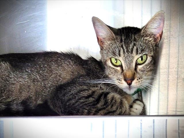 Shelter Stray Female Cat last seen , 1850 W 60th St, Los Angeles, CA 90047, USA