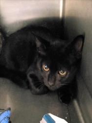 Shelter Stray Male Cat last seen , 1850 W 60th St, Los Angeles, CA 90047, USA