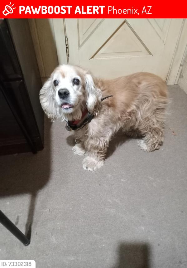 Lost Female Dog last seen 15th Ave and Bell Road, Phoenix, AZ 85023