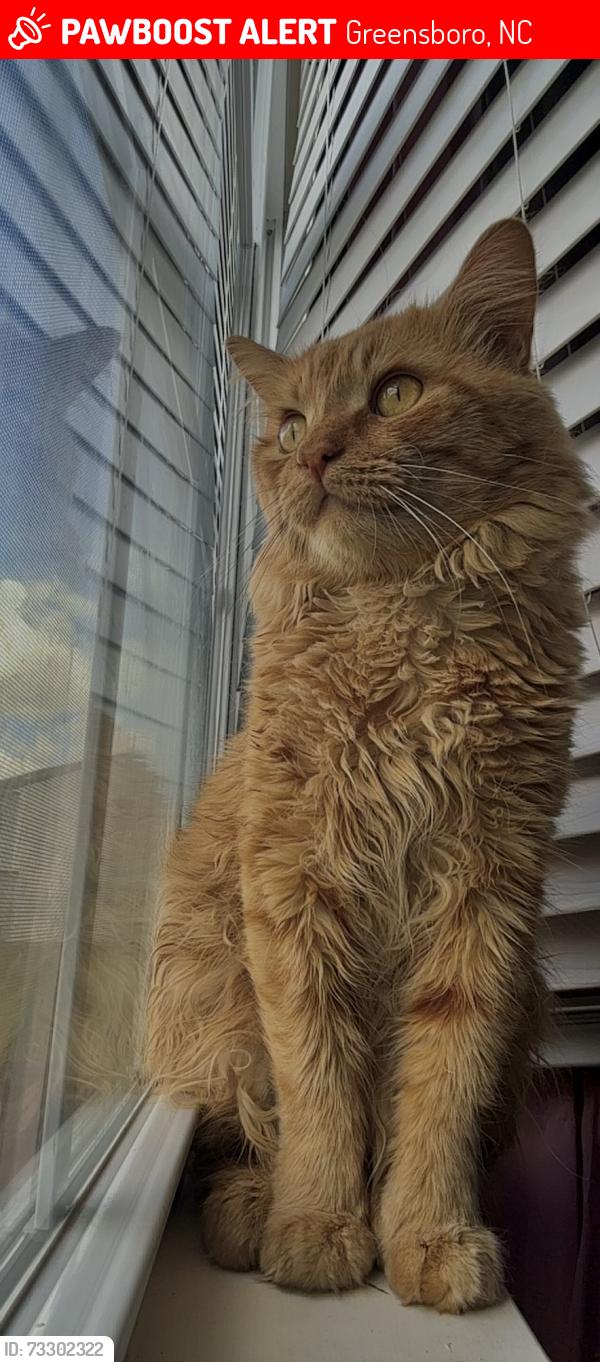 Lost Male Cat last seen Rehobeth Church rd, Greensboro, NC 27406
