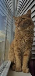 Lost Male Cat last seen Rehobeth Church rd, Greensboro, NC 27406