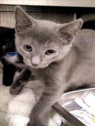 Shelter Stray Female Cat last seen , 1850 W 60th St, Los Angeles, CA 90047, USA
