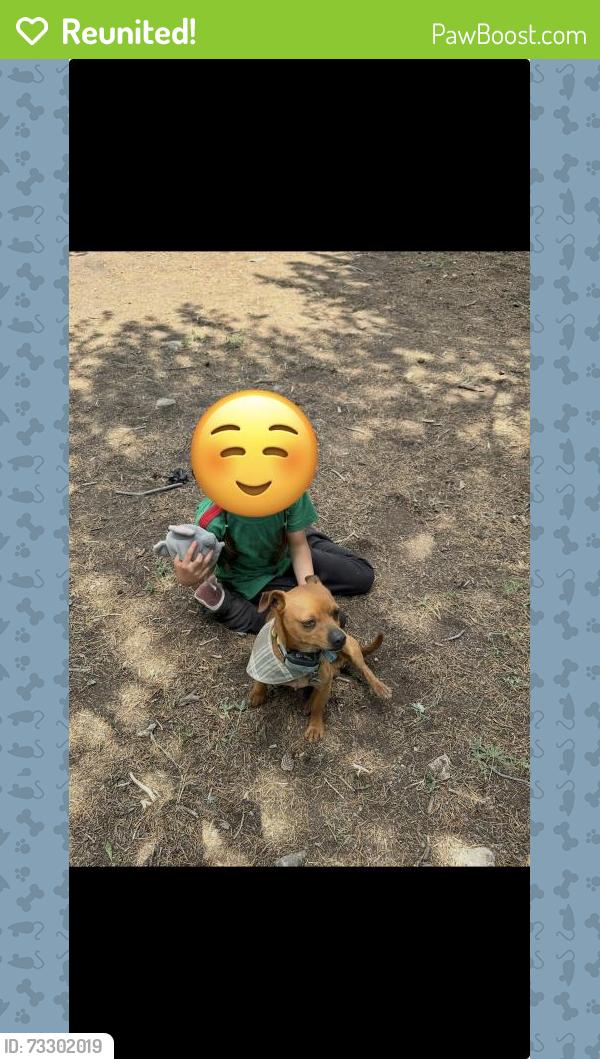 Reunited Male Dog last seen Billings and E 54th ave, Denver, CO 80239