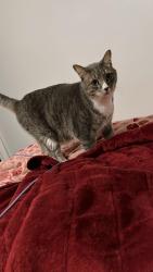 Lost Male Cat last seen Liberia points woods, Manassas, VA 20110