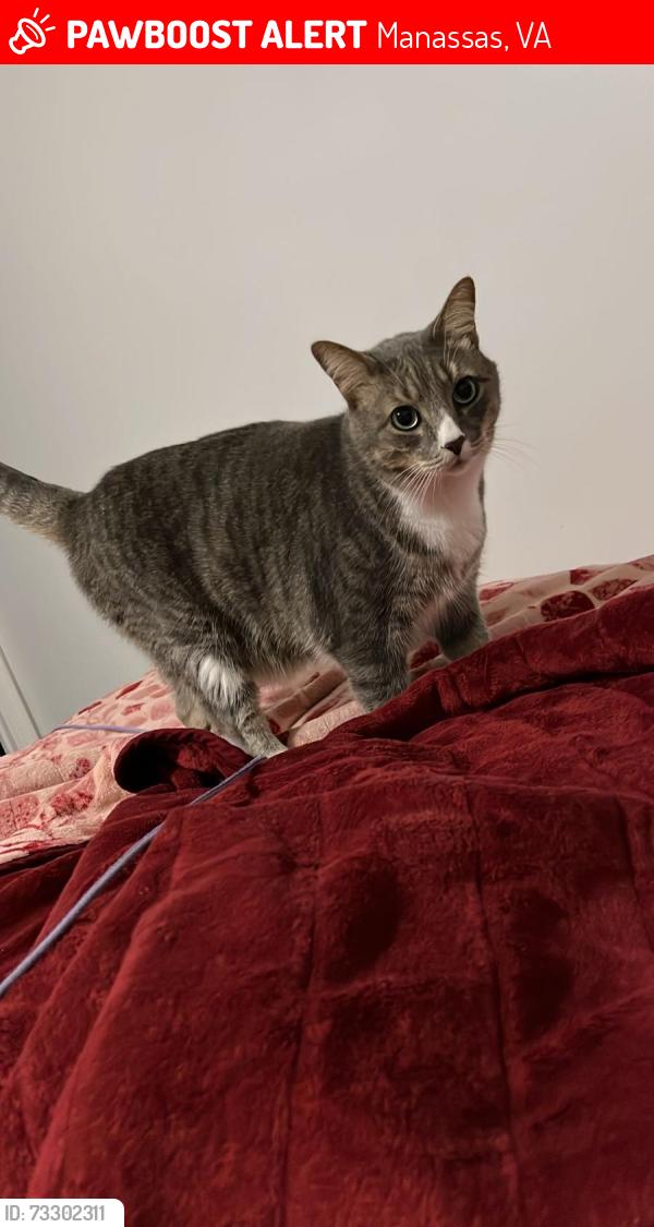 Lost Male Cat last seen Liberia points woods, Manassas, VA 20110