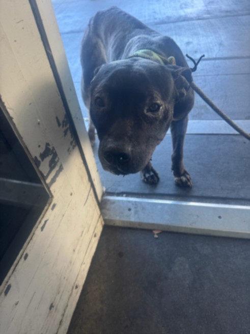 Shelter Stray Male Dog last seen , 1850 W 60th St, Los Angeles, CA 90047, USA
