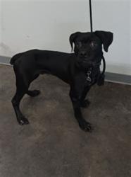 Shelter Stray Male Dog last seen , 1850 W 60th St, Los Angeles, CA 90047, USA