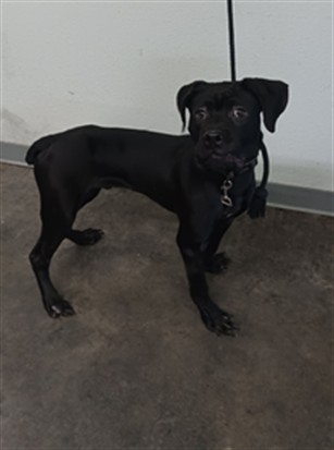 Shelter Stray Male Dog last seen , 1850 W 60th St, Los Angeles, CA 90047, USA