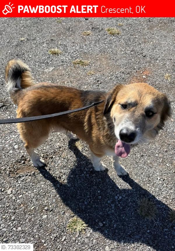 Lost Male Dog last seen In crescent area by 74 highway, Crescent, OK 73028
