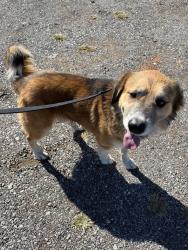Lost Male Dog last seen In crescent area by 74 highway, Crescent, OK 73028