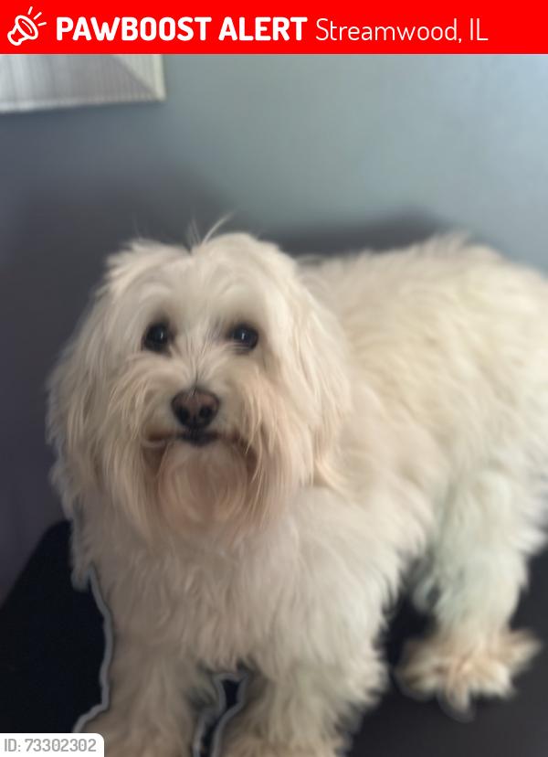 Lost Female Dog last seen Streamwood blv and barlett rod, Streamwood, IL 60107