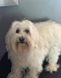 Lost Female Dog last seen Streamwood blv and barlett rod, Streamwood, IL 60107