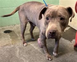 Shelter Stray Male Dog last seen MCGLASHAN ST & LAWRENCE DR, 2127 Front St, Sacramento, CA 95818, USA