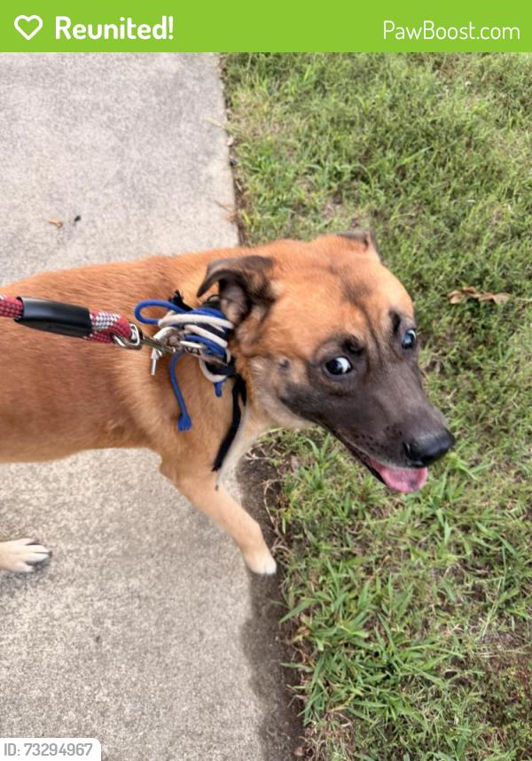 Reunited Male Dog last seen Food lion, Clayton, NC 27520