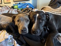 Lost Female Dog last seen Joliet and Lowry, Aurora, CO 80010