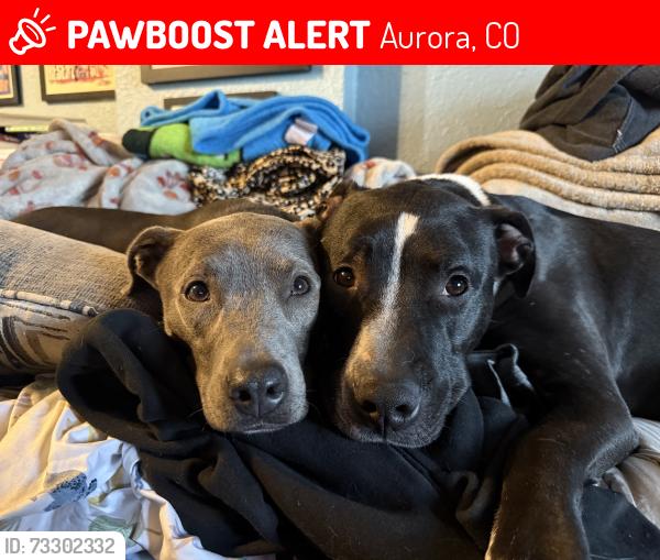 Lost Female Dog last seen Joliet and Lowry, Aurora, CO 80010