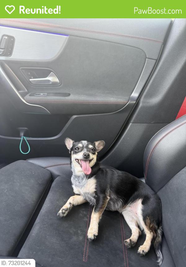 Reunited Female Dog last seen Palo Alto street by Tex mex corner store, San Antonio, TX 78211