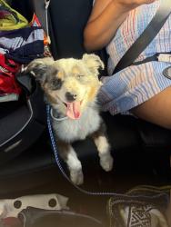 Reunited Male Dog last seen Near Brunache St, Downey, CA 90242