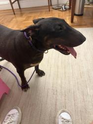 Reunited Female Dog last seen Queens Blvd and 63rd Street, Queens, NY 11377