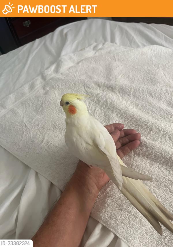Found/Stray Unknown Bird last seen Lemon and Revere St. Ca 91737, Rancho Cucamonga, CA 91737