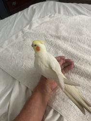 Found/Stray Unknown Bird last seen Lemon and Revere St. Ca 91737, Rancho Cucamonga, CA 91737