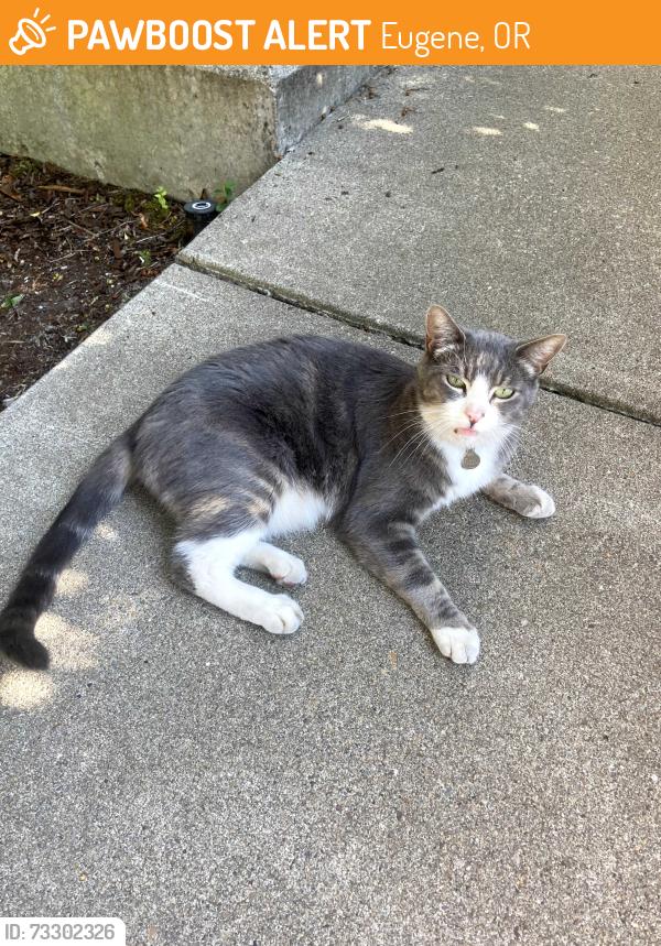 Found/Stray Unknown Cat last seen 15th and Ferry, Eugene, OR 97401