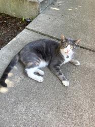 Found/Stray Unknown Cat last seen 15th and Ferry, Eugene, OR 97401