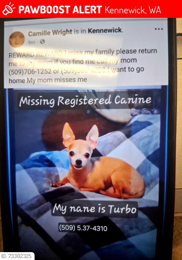 Lost Male Dog last seen Kellogg, Kennewick, WA 99336