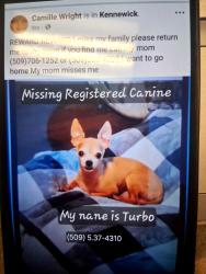 Lost Male Dog last seen Kellogg, Kennewick, WA 99336