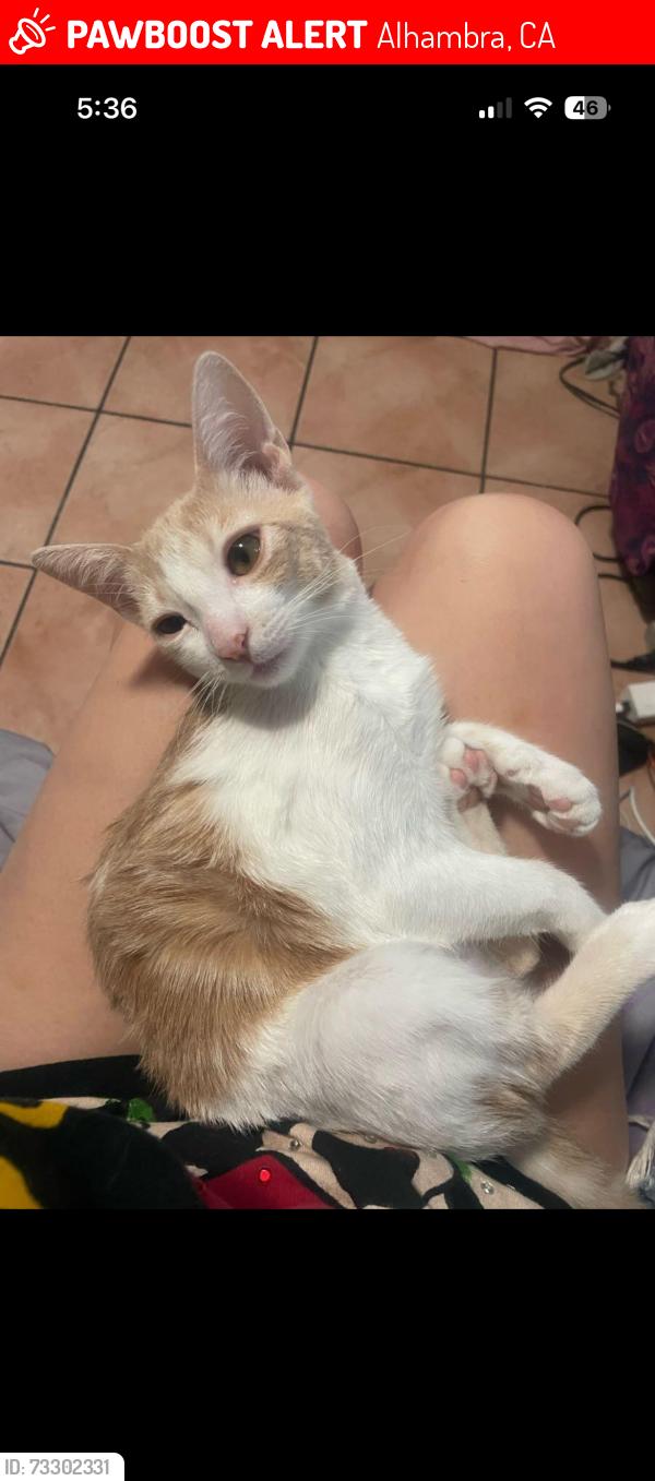 Lost Female Cat last seen Grand and Valencia st, Alhambra, CA 91801