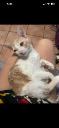 Lost Female Cat last seen Grand and Valencia st, Alhambra, CA 91801