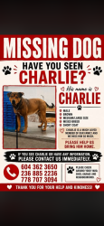 Lost Male Dog last seen Fire hse subs nordel way, Surrey, BC 