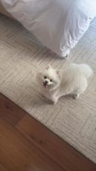 Reunited Female Dog last seen Near via cangrejo, San Diego, CA 92130