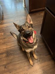 Reunited Female Dog last seen Steeple Chase at McCain, Five Points, NC 28376