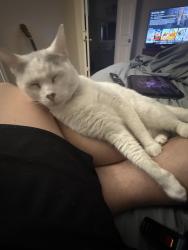 Lost Female Cat last seen Near mesa dr, Killeen, TX 76542
