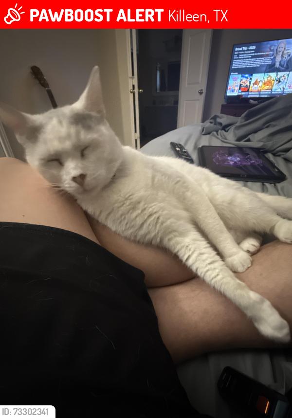 Lost Female Cat last seen Near mesa dr, Killeen, TX 76542