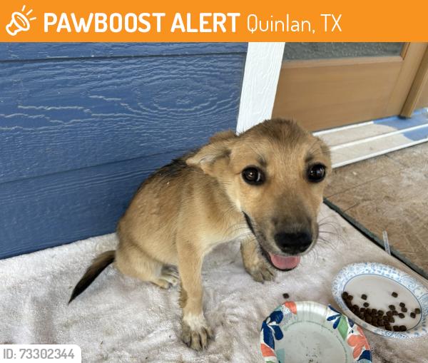 Found/Stray Female Dog last seen North Shore and Whiskers, Quinlan, TX 75474