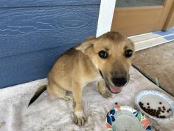 Found/Stray Female Dog last seen North Shore and Whiskers, Quinlan, TX 75474