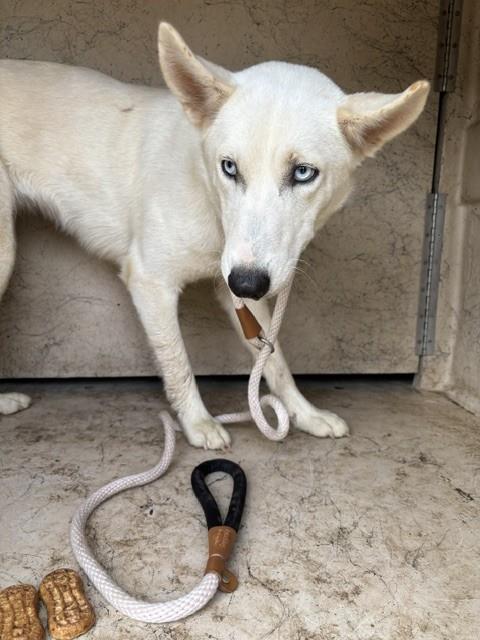 Shelter Stray Female Dog last seen Near BLOCK S SHIELDS, 2811 SE 29th St, Oklahoma City, OK 73129, USA