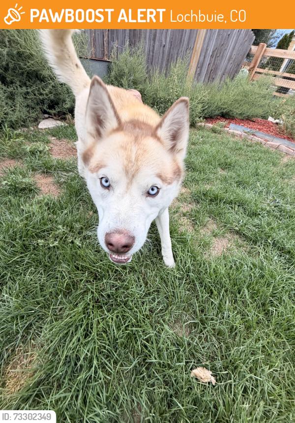 Found/Stray Male Dog last seen Diablo Pl Brighton CO, Lochbuie, CO 80603