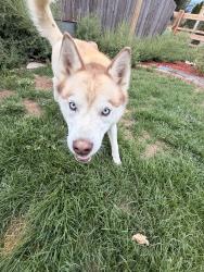 Found/Stray Male Dog last seen Diablo Pl Brighton CO, Lochbuie, CO 80603