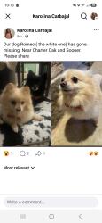 Reunited Male Dog last seen Sooner and charter Oak, Logan County, OK 73034