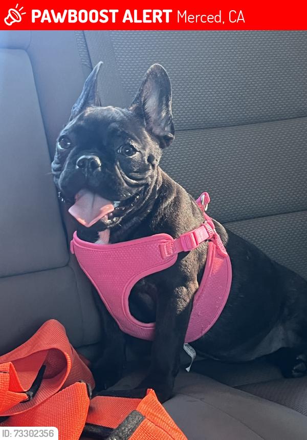 Lost Female Dog last seen Granite creek drive, Merced, CA 95348