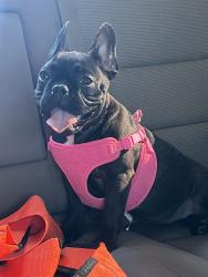 Lost Female Dog last seen Granite creek drive, Merced, CA 95348