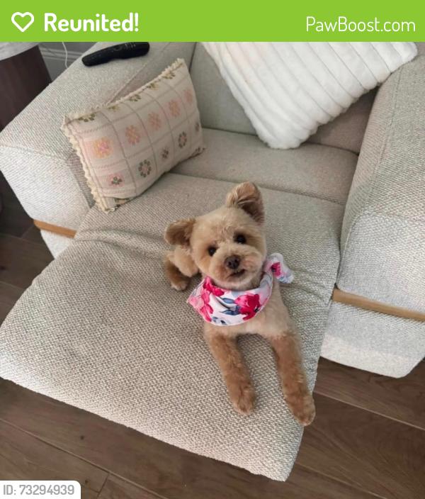 Reunited Female Dog last seen shavano way, Prosper, TX 75078